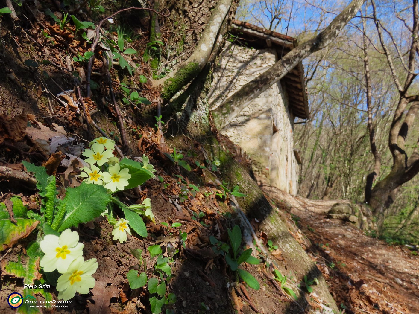 23 Primula vulgaris (Primula comune).JPG
